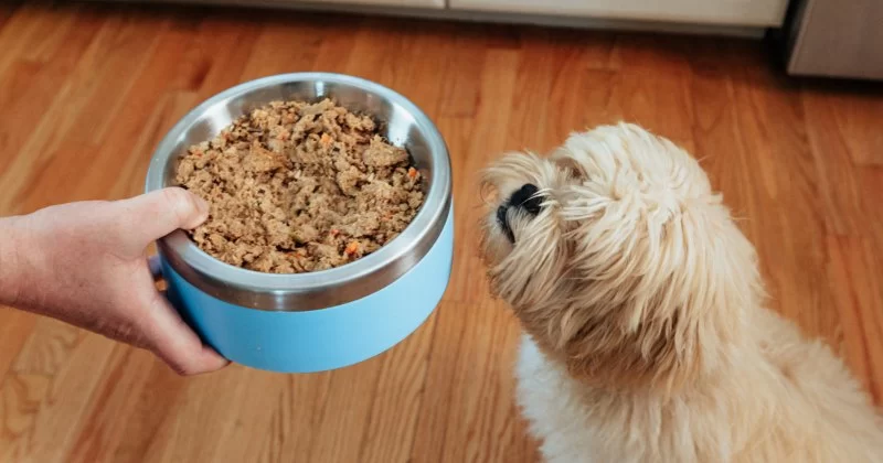 The Best Ways to Feed Dogs with Allergies: A Guide to Safe Nutrition