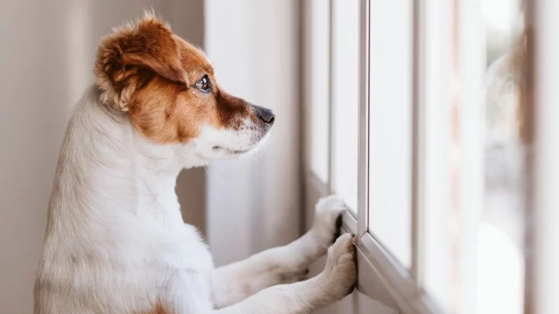 The Best Ways to Help Pets with Anxiety During Separation
