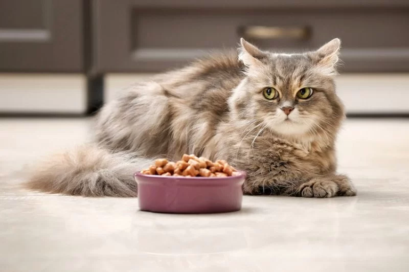 Can Cats Eat Nuts? What You Need to Know About Cats and Nuts