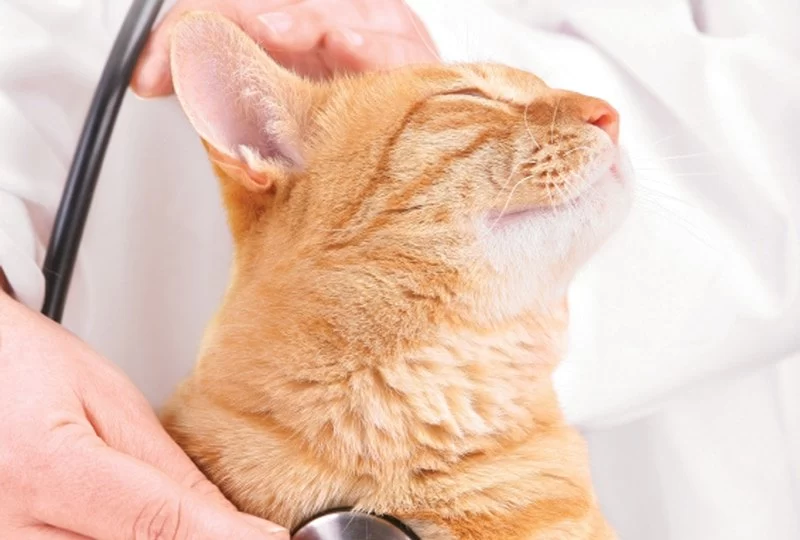 How to Recognize and Treat Pet Feline Cardiovascular Disease