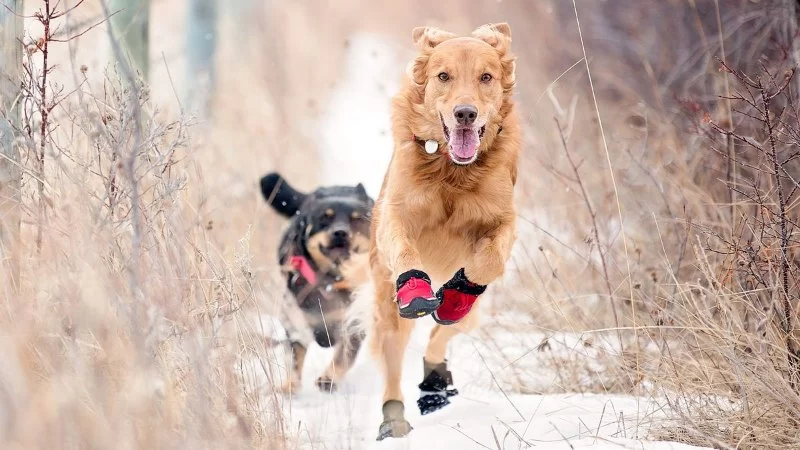 The Best Ways to Protect Your Pet’s Paws in Winter