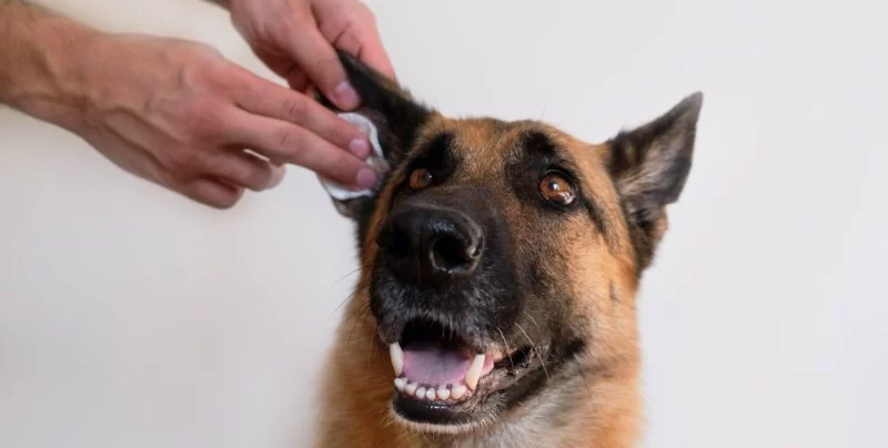 The Best Ways to Clean Your Pet’s Ears Safely: A Guide for Pet Owners