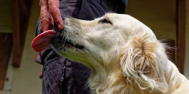 Why Your Dog Licks Everything and What It Means