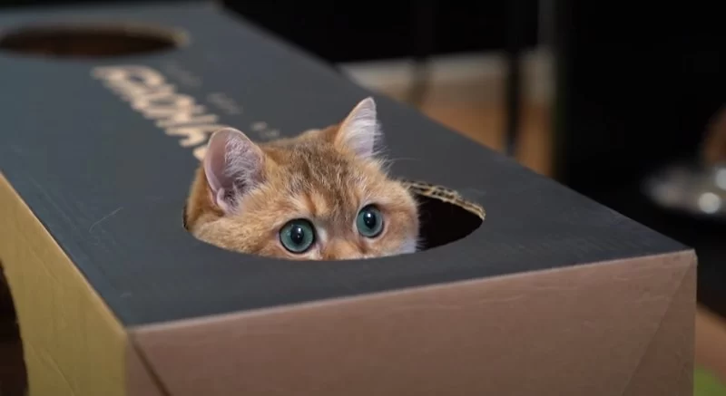 Why Cats Love Boxes and How to Use Them for Play | Hidden Brook Veterinary