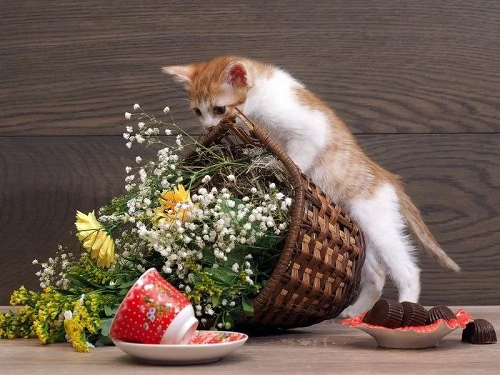 Why Cats Knock Things Over and What It Means