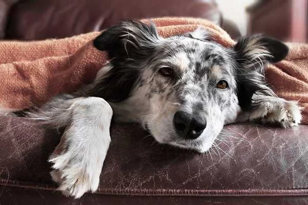 What to Know About Canine Digestive Disorders: Symptoms, Causes, and Treatments