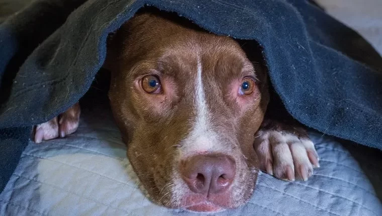 How to Help Pets with Loud Noise Fear: Practical Solutions and Tips