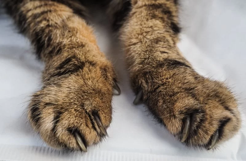 How to Recognize Symptoms of Arthritis in Cats