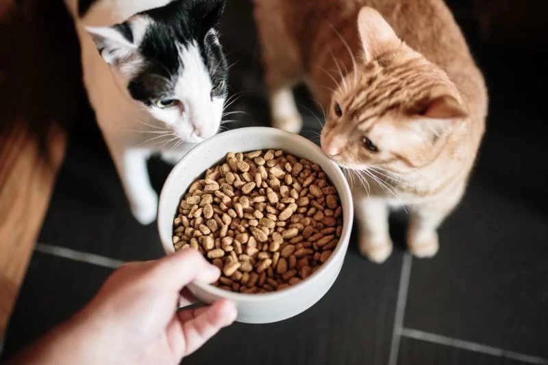 How to Manage Pets with Food-Related IBS: Effective Solutions for Pet Owners