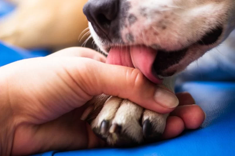 Why Dogs Chew Their Paws: Common Reasons and Solutions