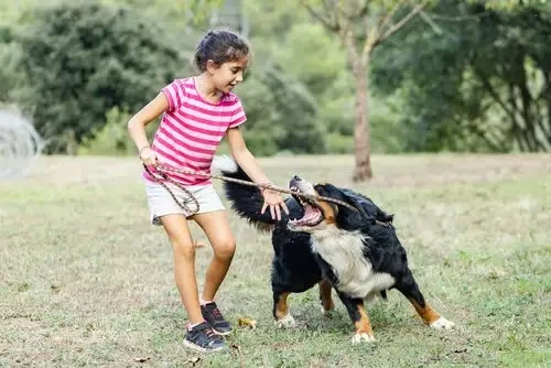 How to Train Pets to Respect Boundaries – Effective Tips for a Harmonious Home