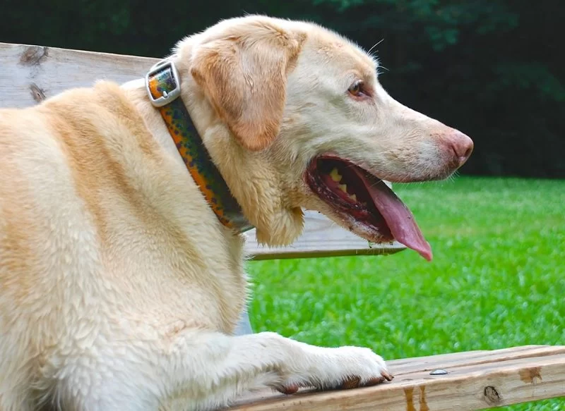 How to Tell If Your Dog Is Too Hot During Summer