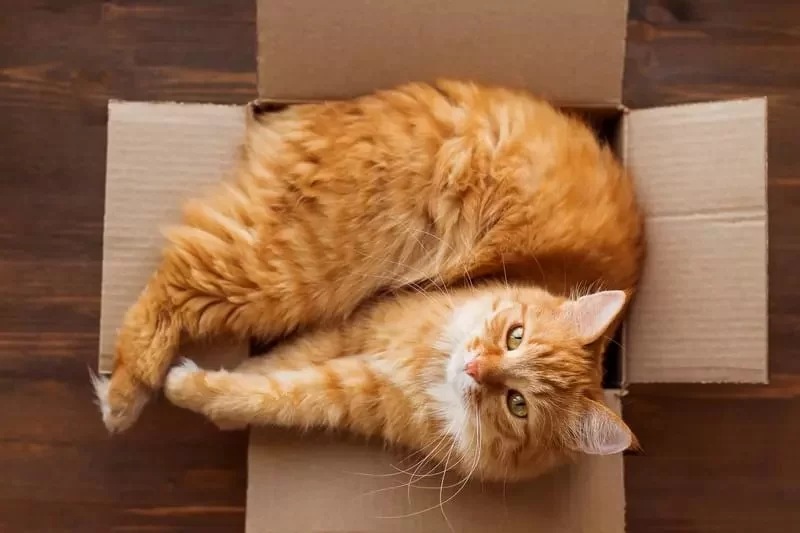 Why Cats Love Boxes and Paper Bags