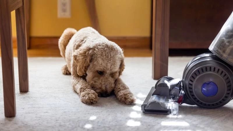 Why Some Dogs Fear the Vacuum Cleaner: Causes and Solutions