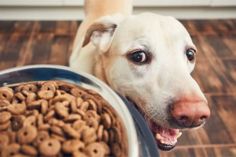 The Best Ways to Feed Dogs With Allergies