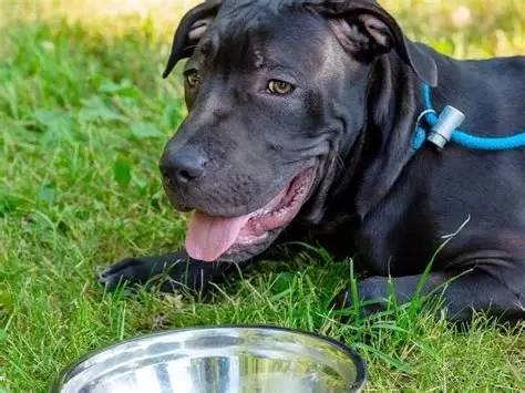 How to Tell If Your Pet Is Overheating: Recognizing the Signs of Heat Stress