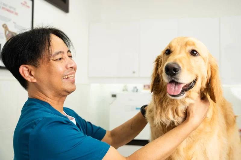How to Spot Pain in Your Dog: Signs Every Owner Should Know