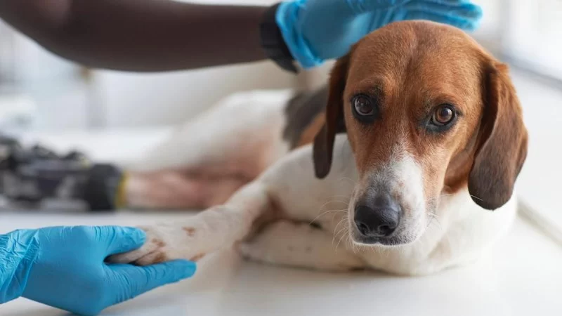 How to Identify if Your Dog Has Arthritis and What You Can Do About It