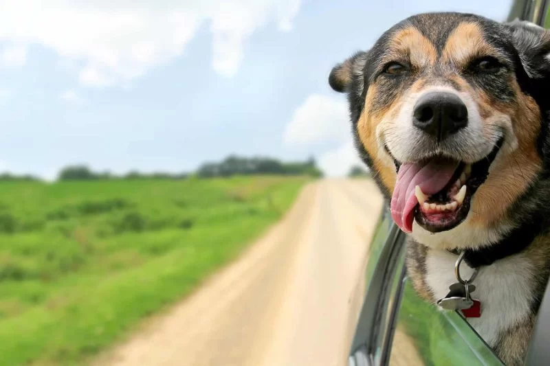 Best Tips for Traveling Long Distances With Your Pets