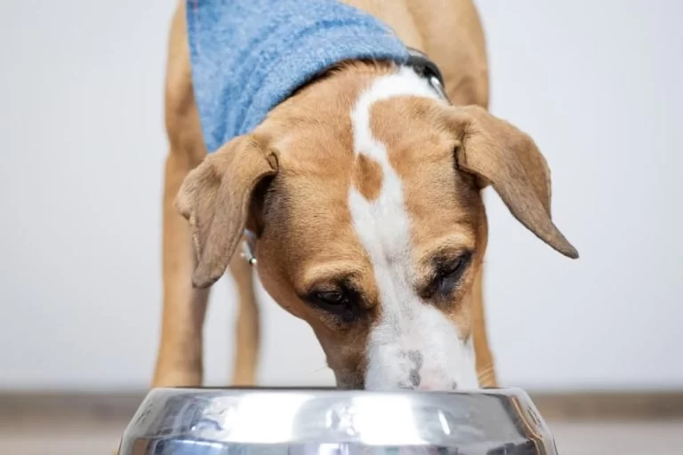How to Feed Pets with Renal (Kidney) Concerns