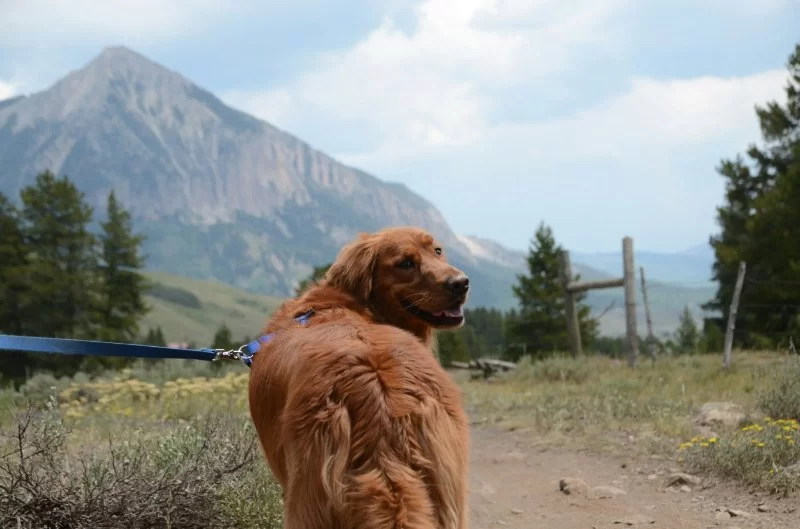 Why Dogs Love Exploring Trails