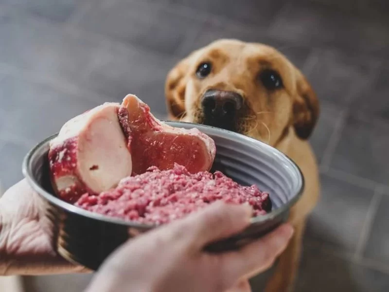 Misconceptions About Raw Diets for Dogs and Cats: What You Need to Know