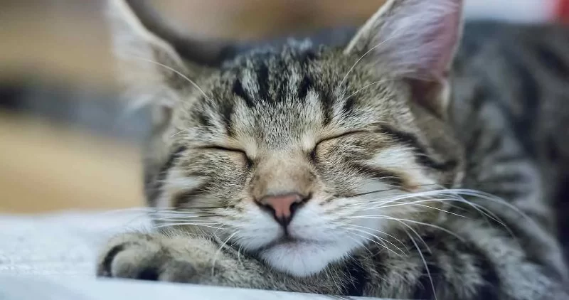 Why Cats Sleep So Much During the Day: Understanding Their Sleep Patterns