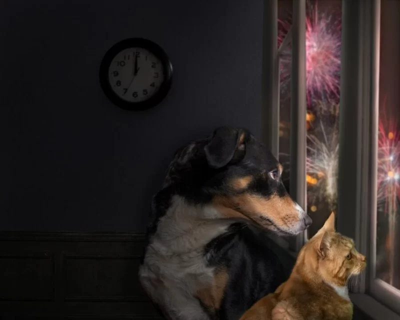 How to Reduce Stress for Your Pet During Fireworks or Thunderstorms