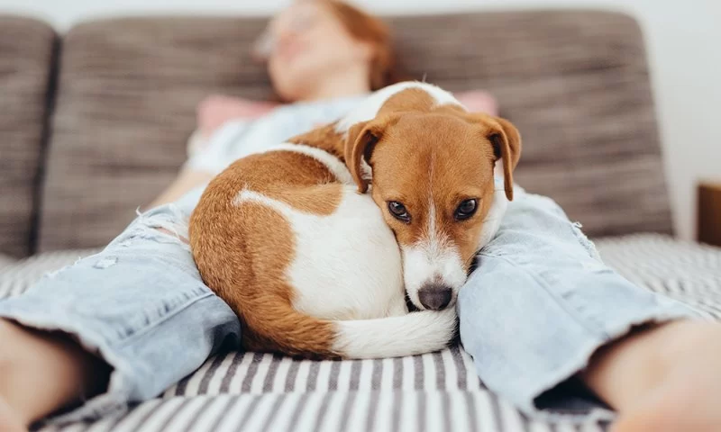How to Help Pets Cope With a New Routine