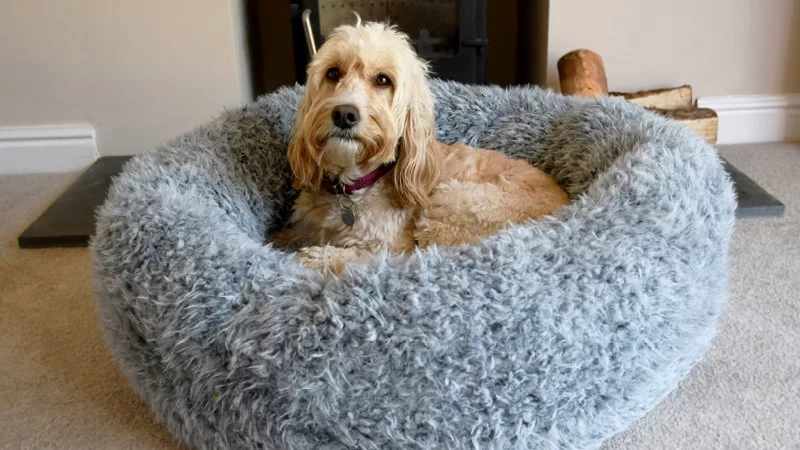 How to Choose the Best Pet Bed for Comfort and Health