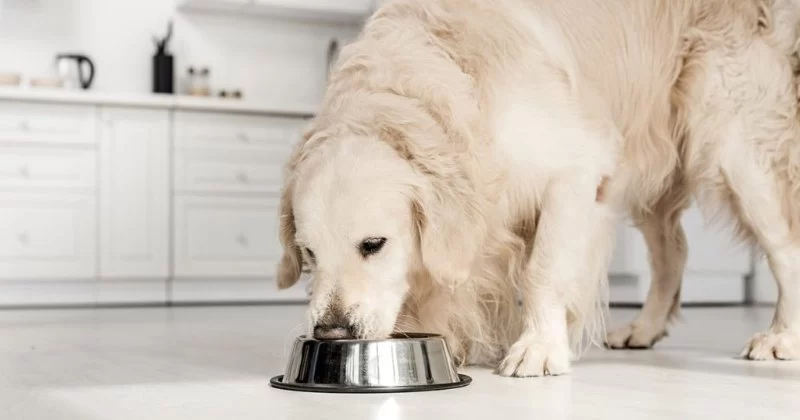 How to Help Pets With Sensitive Digestion Enjoy Mealtime