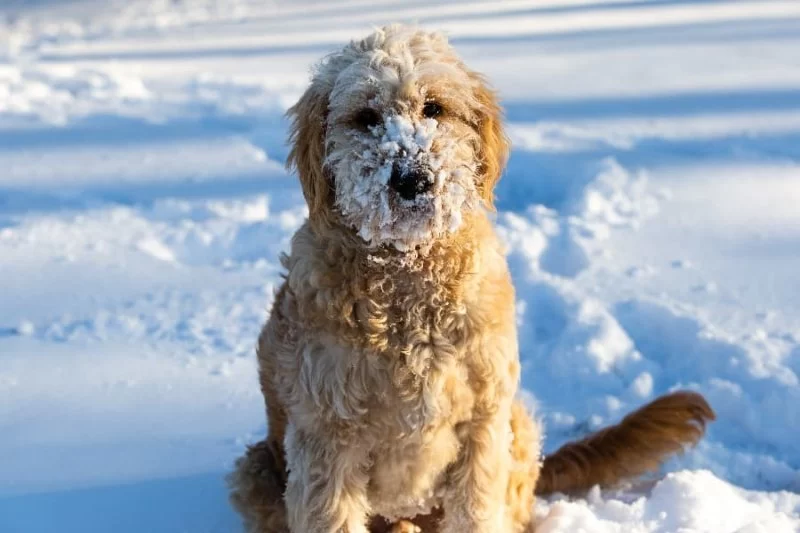 How to Tell If Your Dog Is Too Cold in Winter: Essential Tips for Dog Owners