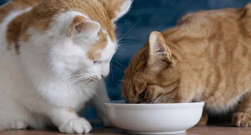 How to Feed Multiple Pets Without Fighting: Tips for Managing Mealtime Harmony