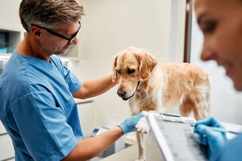 How to Help Pets With Joint Inflammation and Improve Mobility
