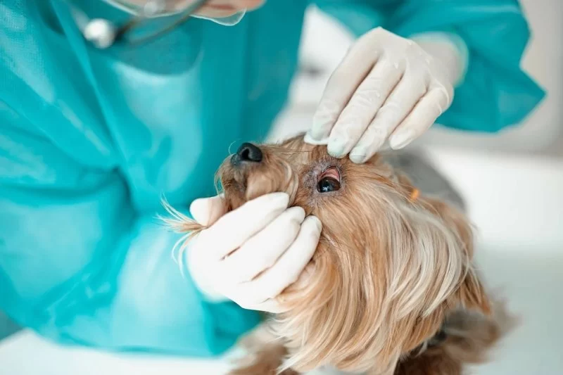 How to Recognize and Treat Eye Infections in Pets