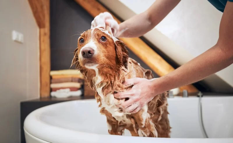 How to Help Pets With Grooming Sensitivities: Tips for a Comfortable Experience