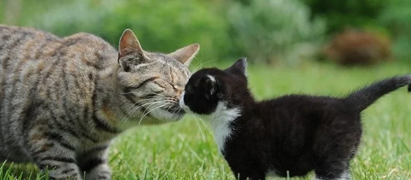 How to Introduce a New Kitten to Older Cats: A Complete Guide