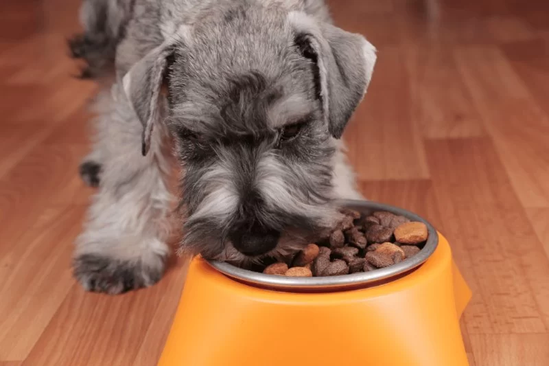 How to Choose the Best Pet Food for Your Dog’s Age