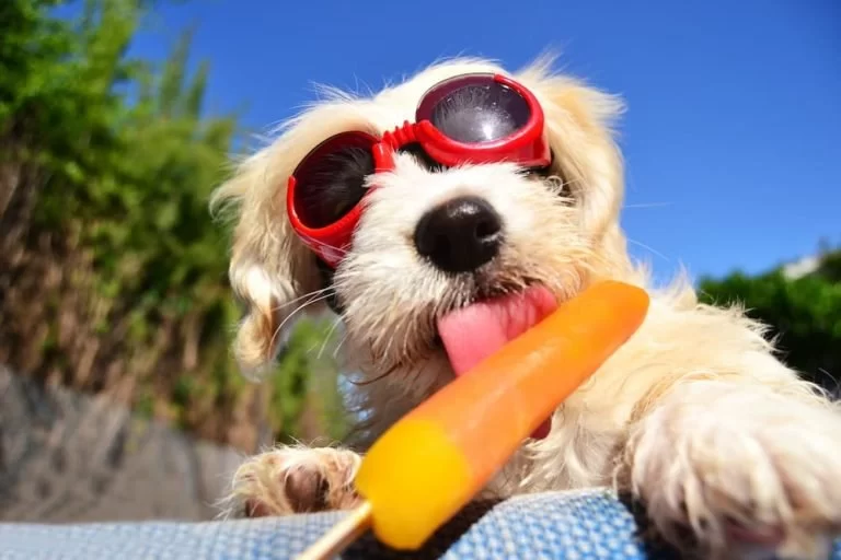 Best Summer Safety Tips for Pets: Keeping Your Furry Friends Safe