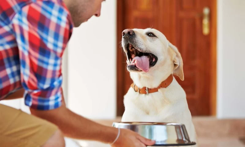 The Best Ways to Feed Dogs with Allergic Conditions – A Guide for Pet Owners