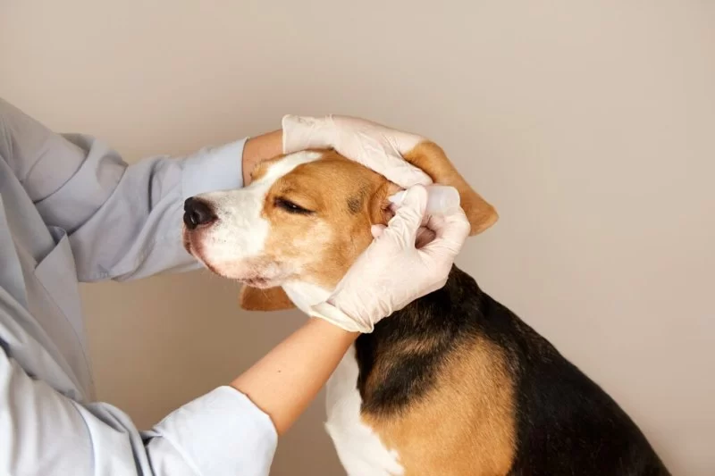 How to Tell If Your Pet Has an Ear Infection – Symptoms & Treatment
