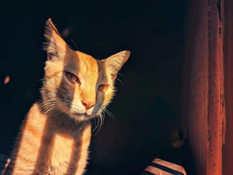 Why Your Cat Loves Sunbeams and the Benefits of Sun Exposure