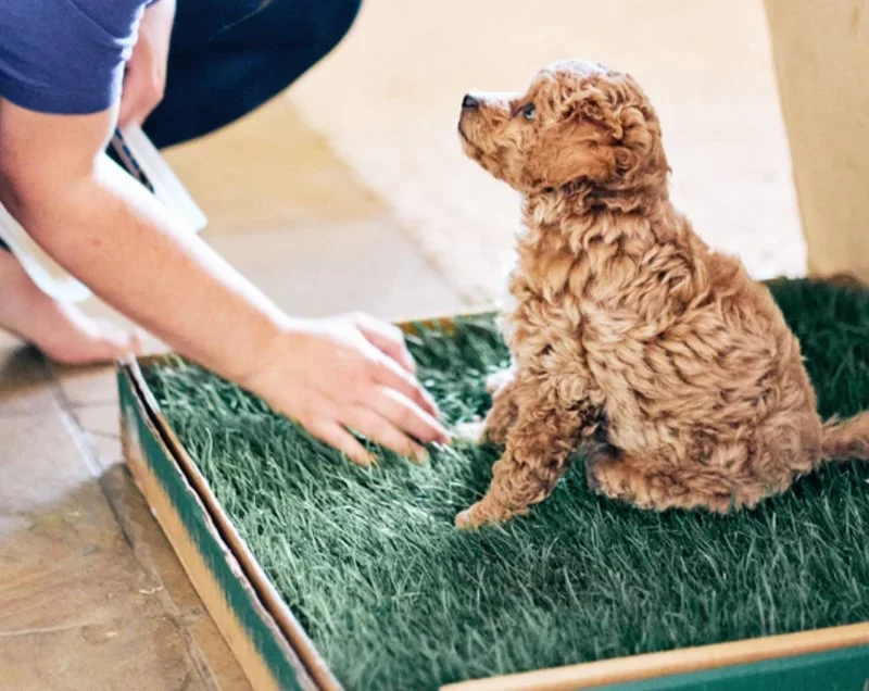 The Best Training Methods for Puppy Potty Training