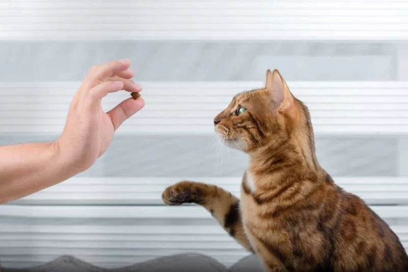 The Best Ways to Teach Your Cat New Tricks: A Complete Guide for Cat Owners