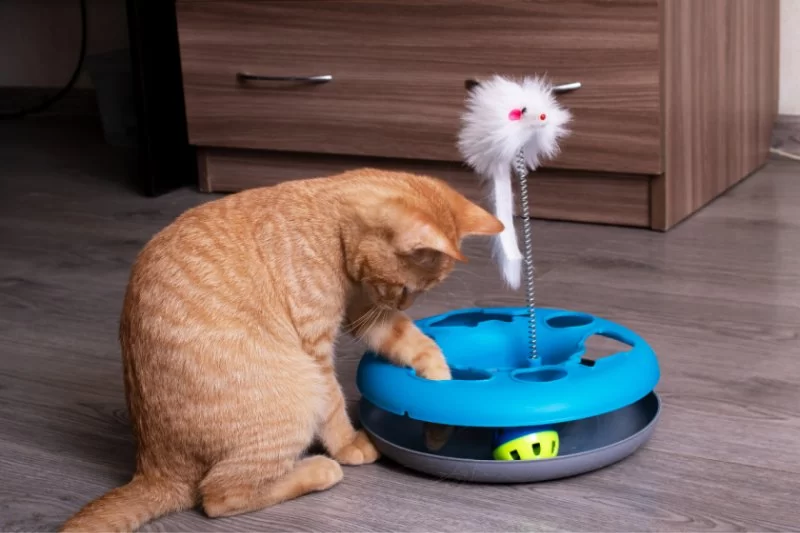 Best Toys to Stimulate Your Cat’s Mind