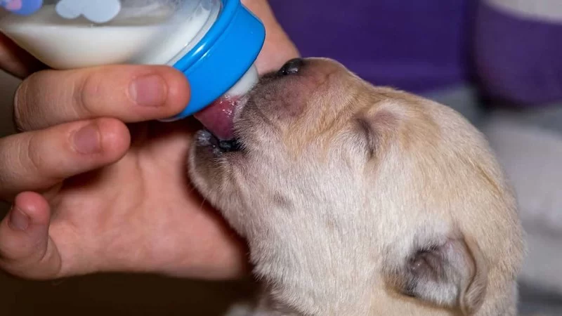The Best Ways to Feed Puppies for Growth