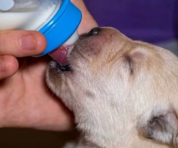 The Best Ways to Feed Puppies for Growth