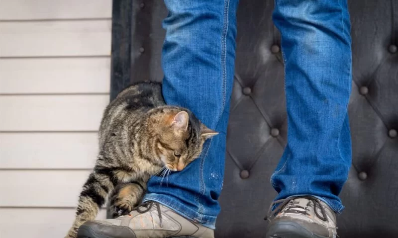 Why Your Cat Rubs Against Your Legs and What It Means