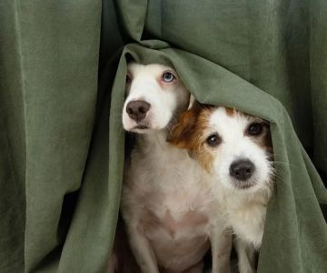 How to Tell If Your Dog Is Scared of Loud Sounds: Key Signs and Solutions