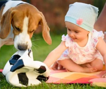 How to Safely Introduce Pets to New Toys